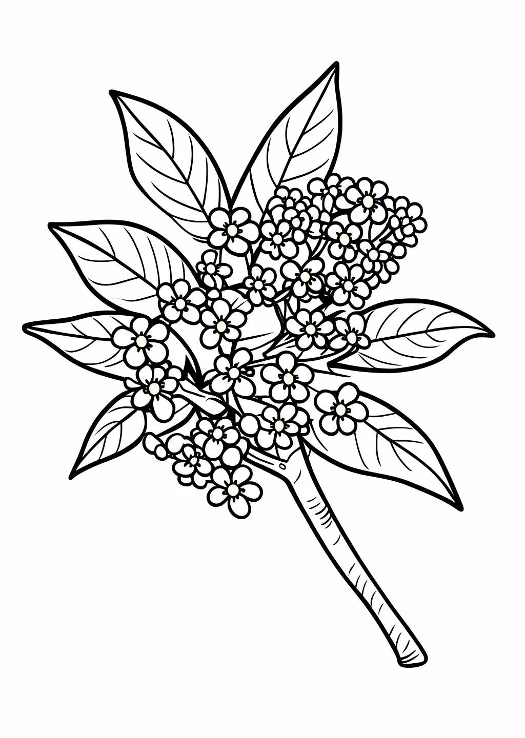 金木犀の花の塗り絵