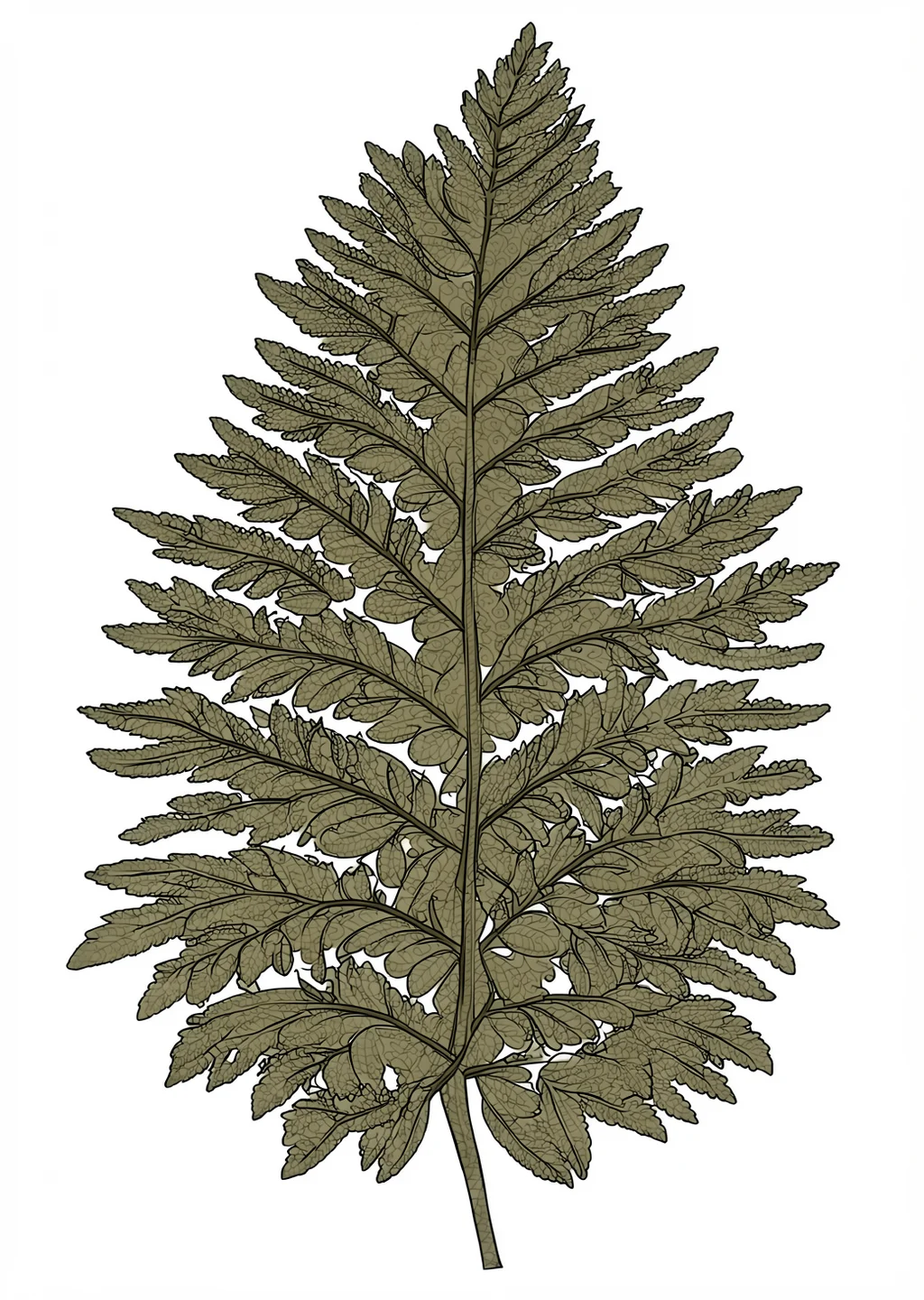 シダの植物画（大人向け）の見本