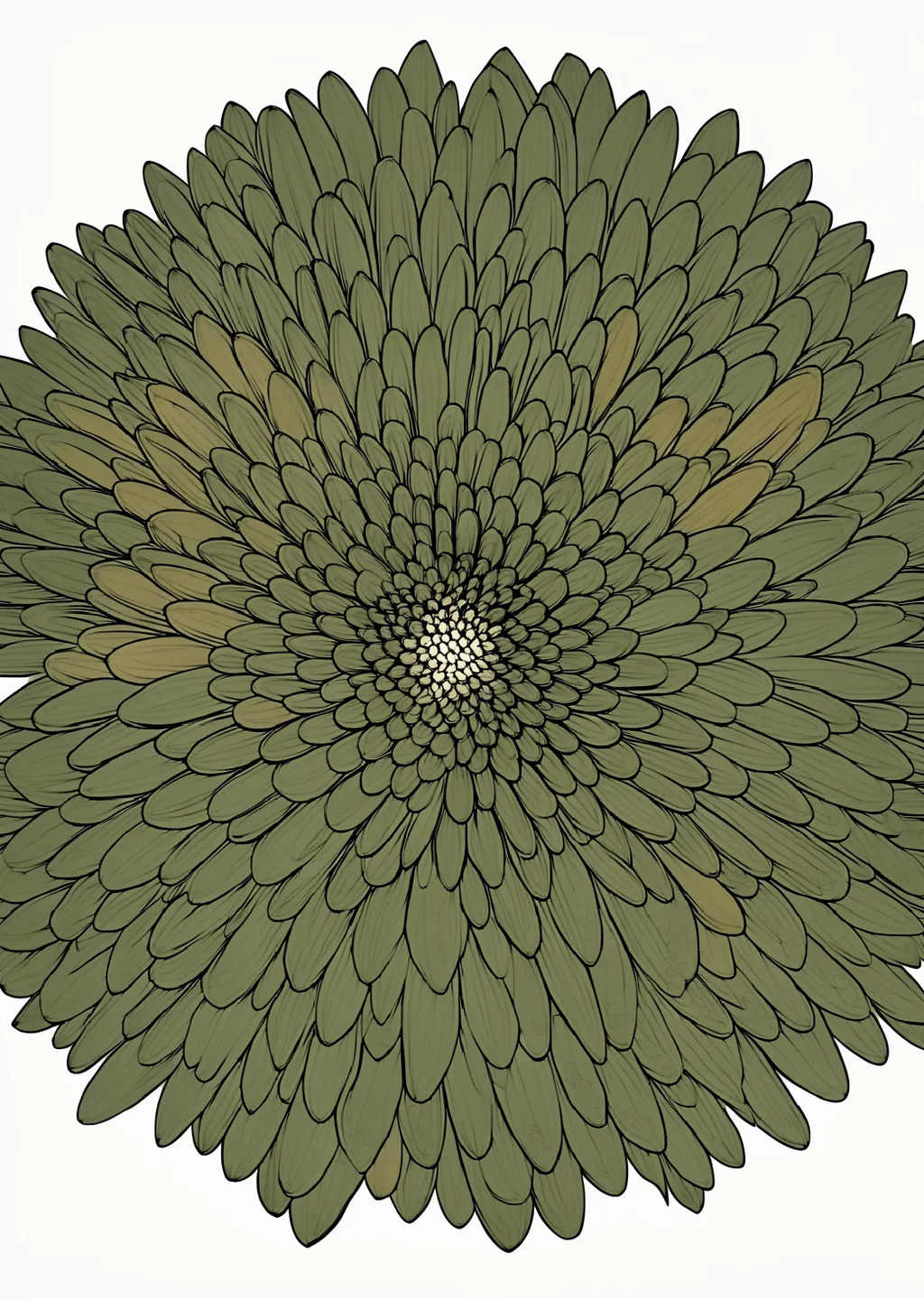 菊の植物画の見本
