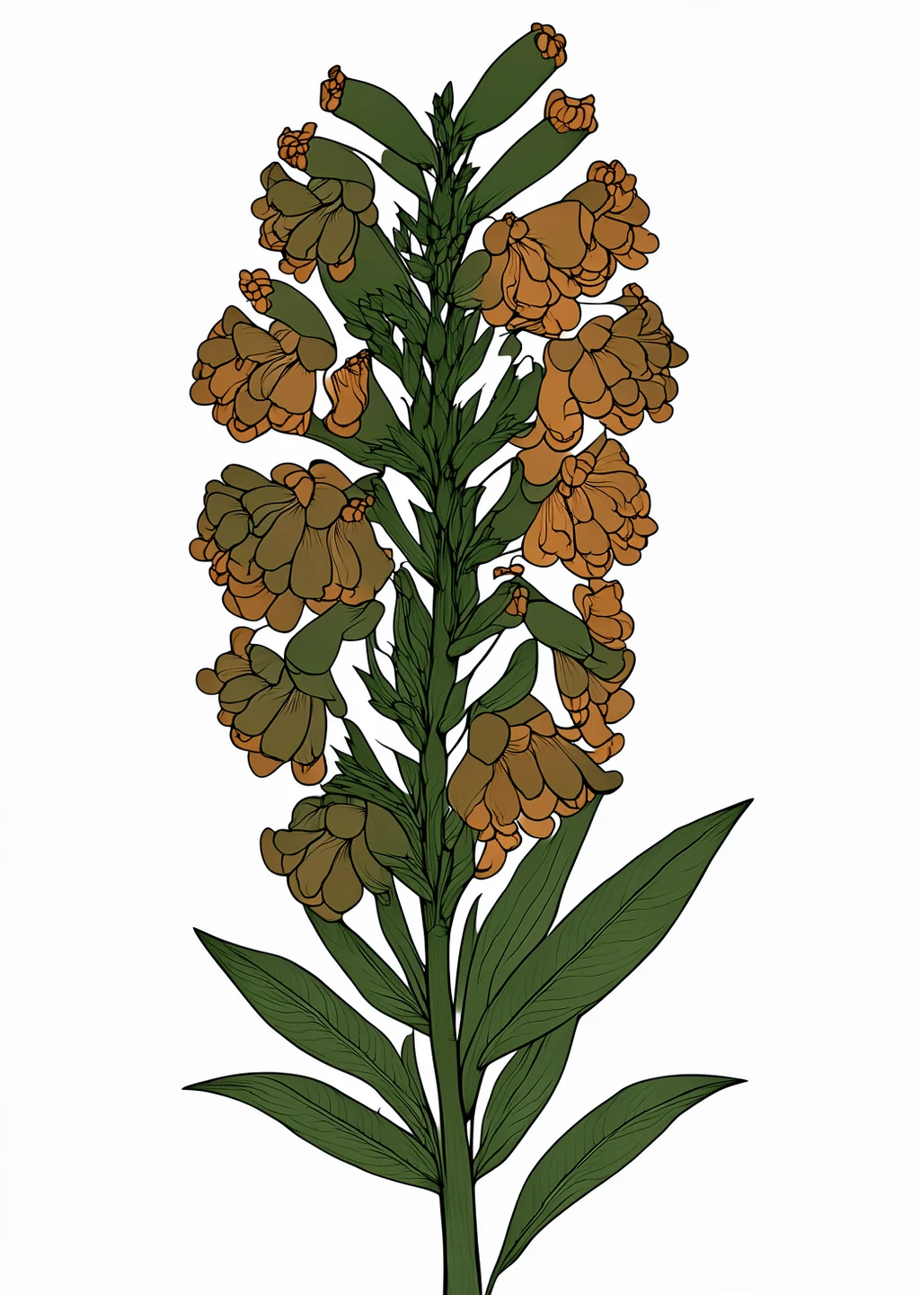 竜胆の植物画の見本
